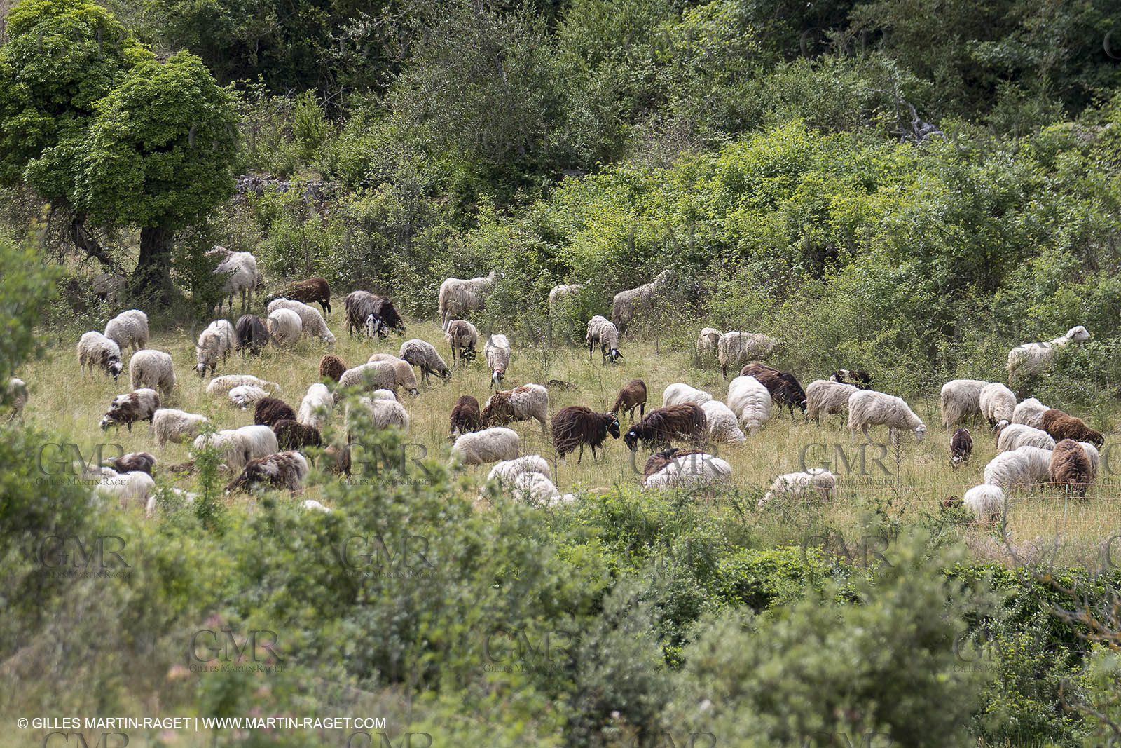 10 06 2018, Sivergues (FRA,84)