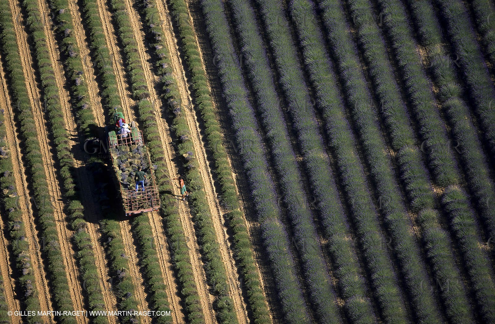 lavander fields , 2005  , Valensole plateau