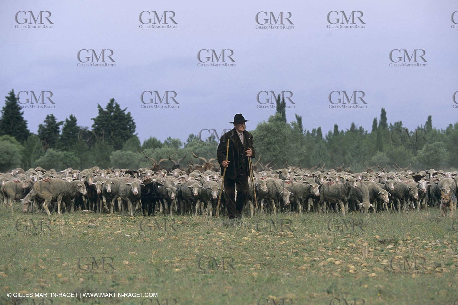 France, Provence, Moutons, bergers, élevage, transhumance