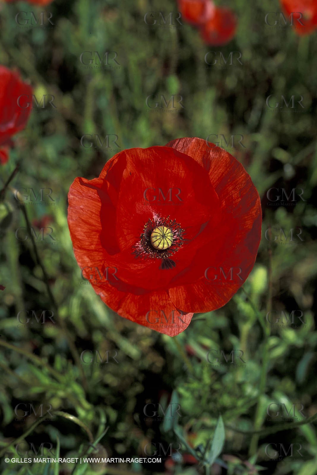 Poppies - Poppies field