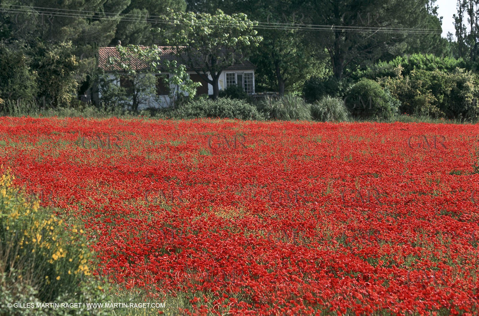 France - Languedoc-Roussillon - Nîmes Métropole - Costières