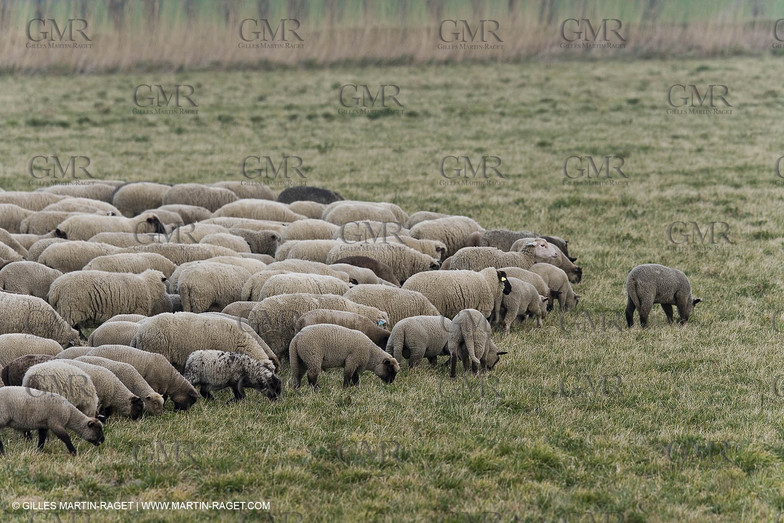 16 02 2008 - Les Baux de Provence (FRA, 13) - Alpilles hills landscapes
