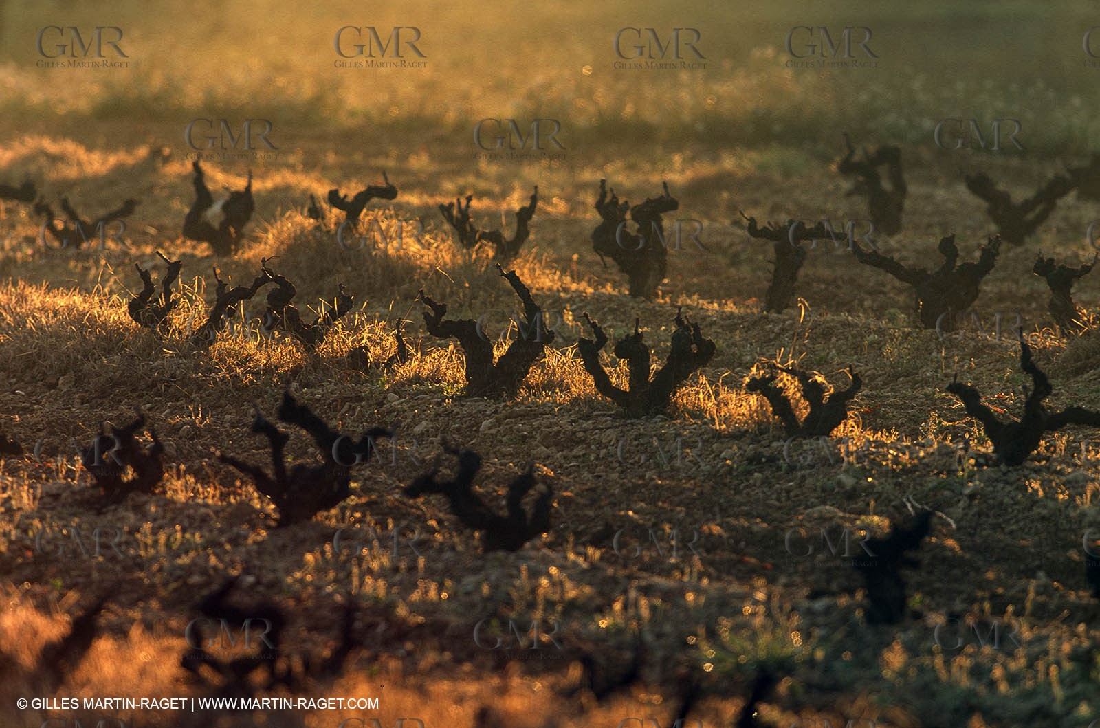 Provence, Harvest time
