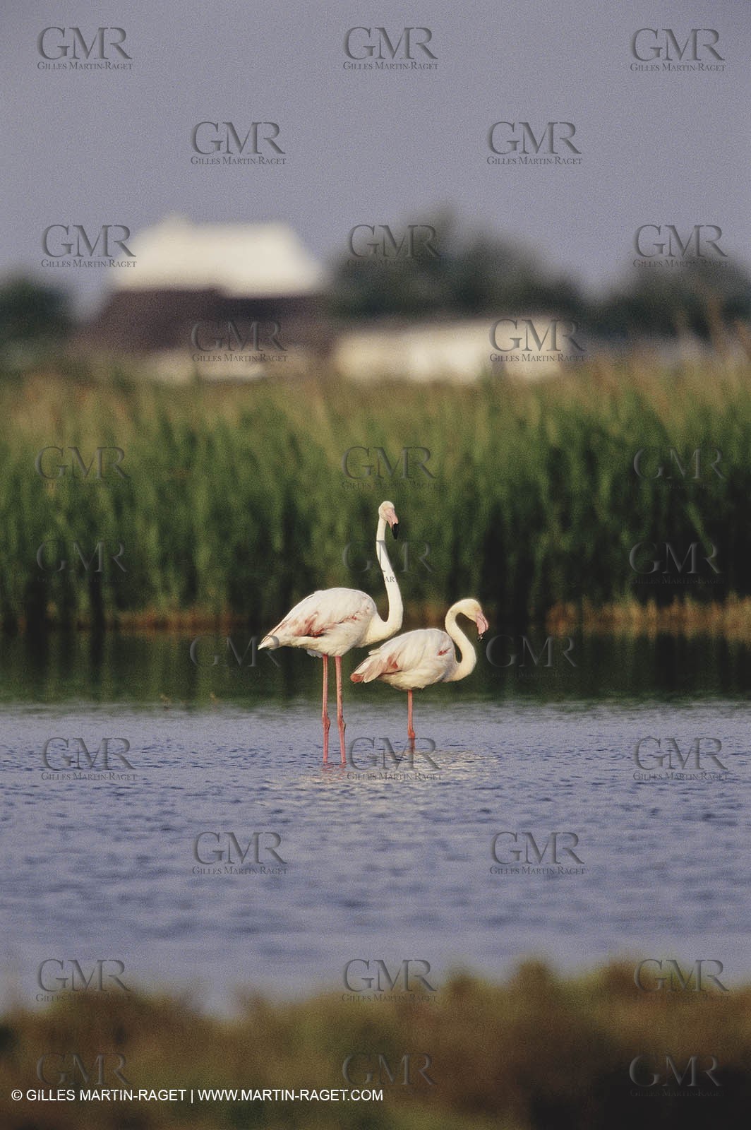 Camargue (FRA,13) - Flamingos in the Camargue