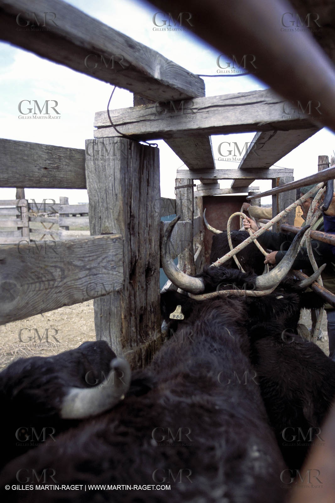 Arles - Camargue gardians (cow boys) at work