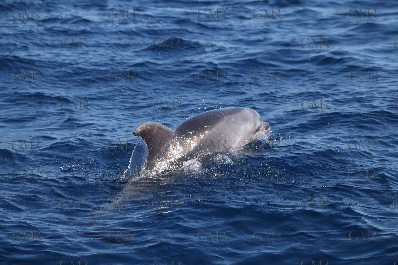 GMR_JurisCup25_3457.jpg
