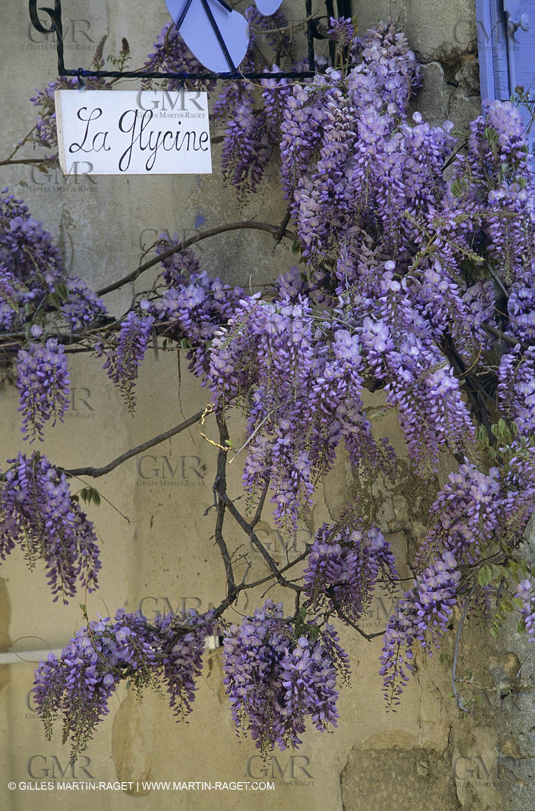 Les Alpilles, Saint Rémy de Provence, (FRA,13) - Glycine in Saint Rémy de Provence