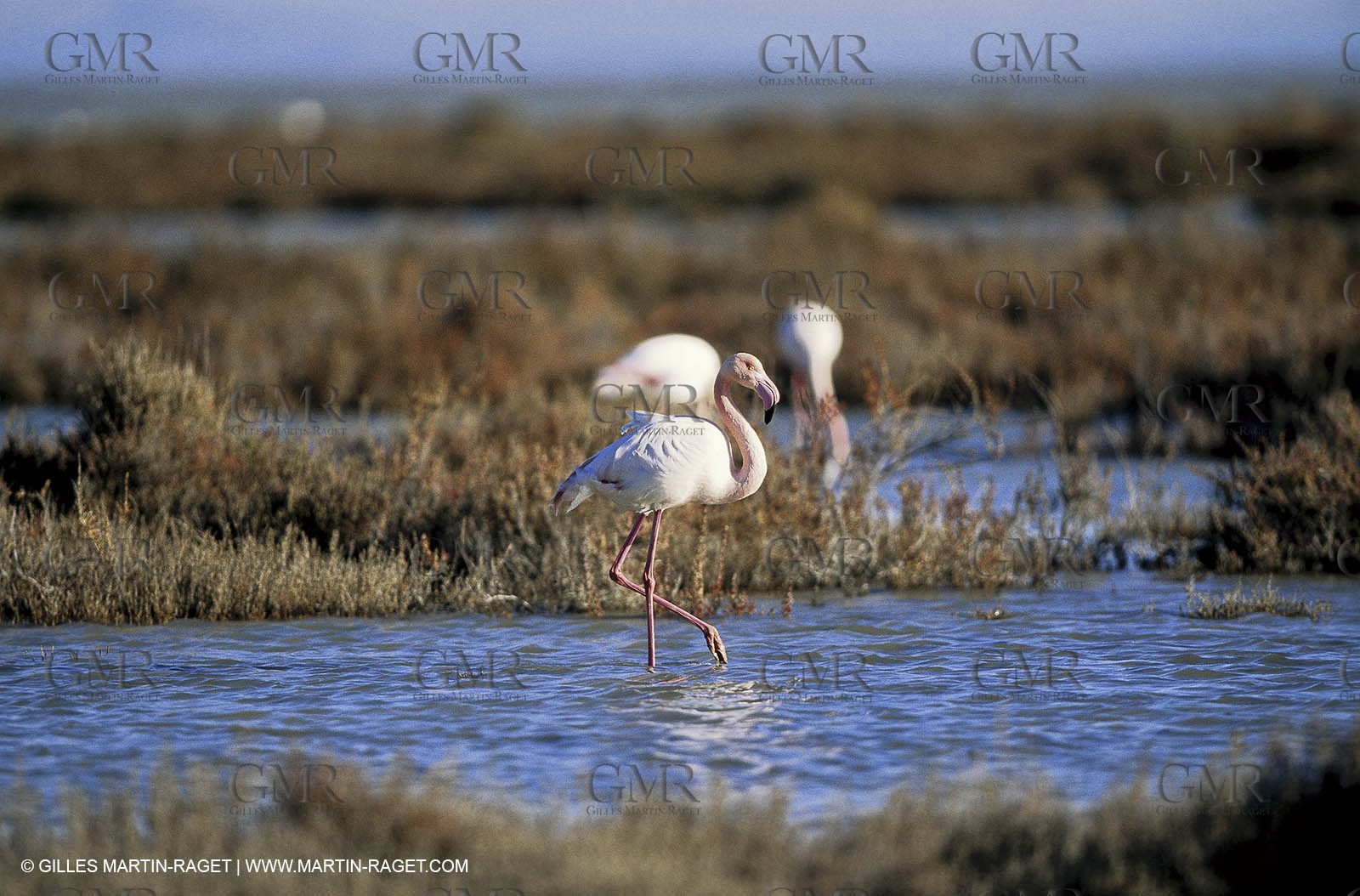 Camargue (FRA,13) - Flamants roses en Camargue