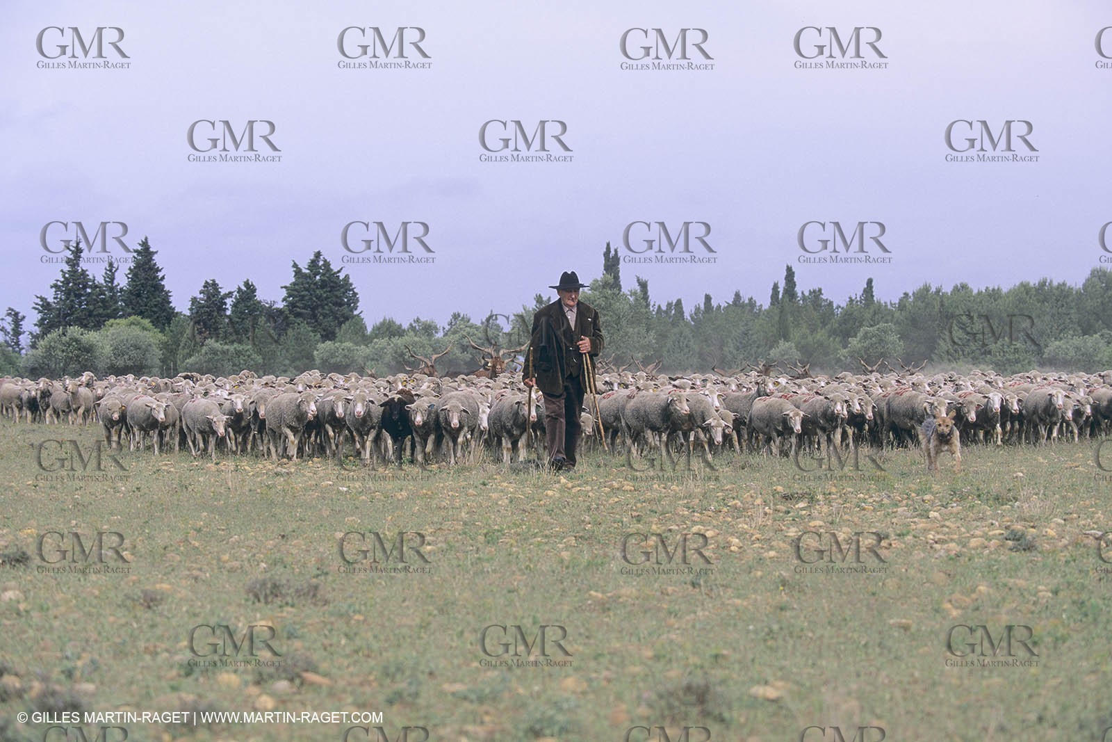 France, Provence, Moutons, bergers, élevage, transhumance