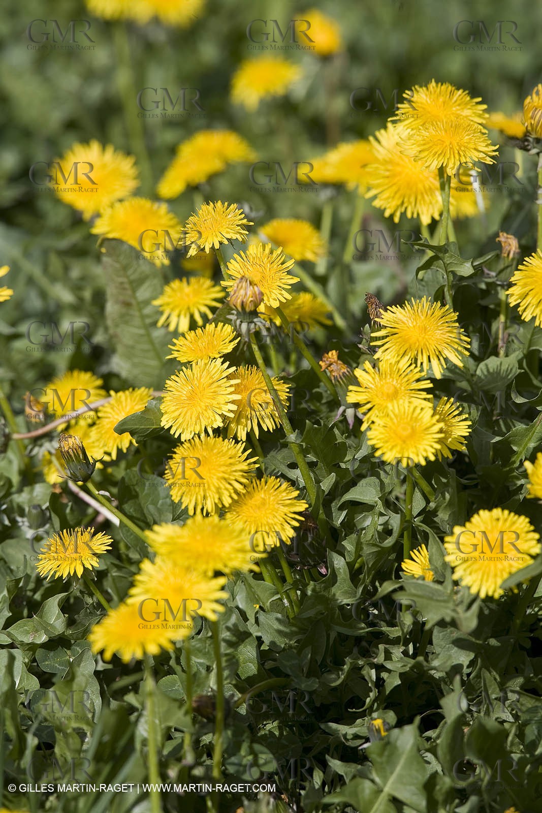 16 03 2008 - Saint Rémy de Provence (FRA, 13) - Alpilles hills landscapes - Dandelion field
