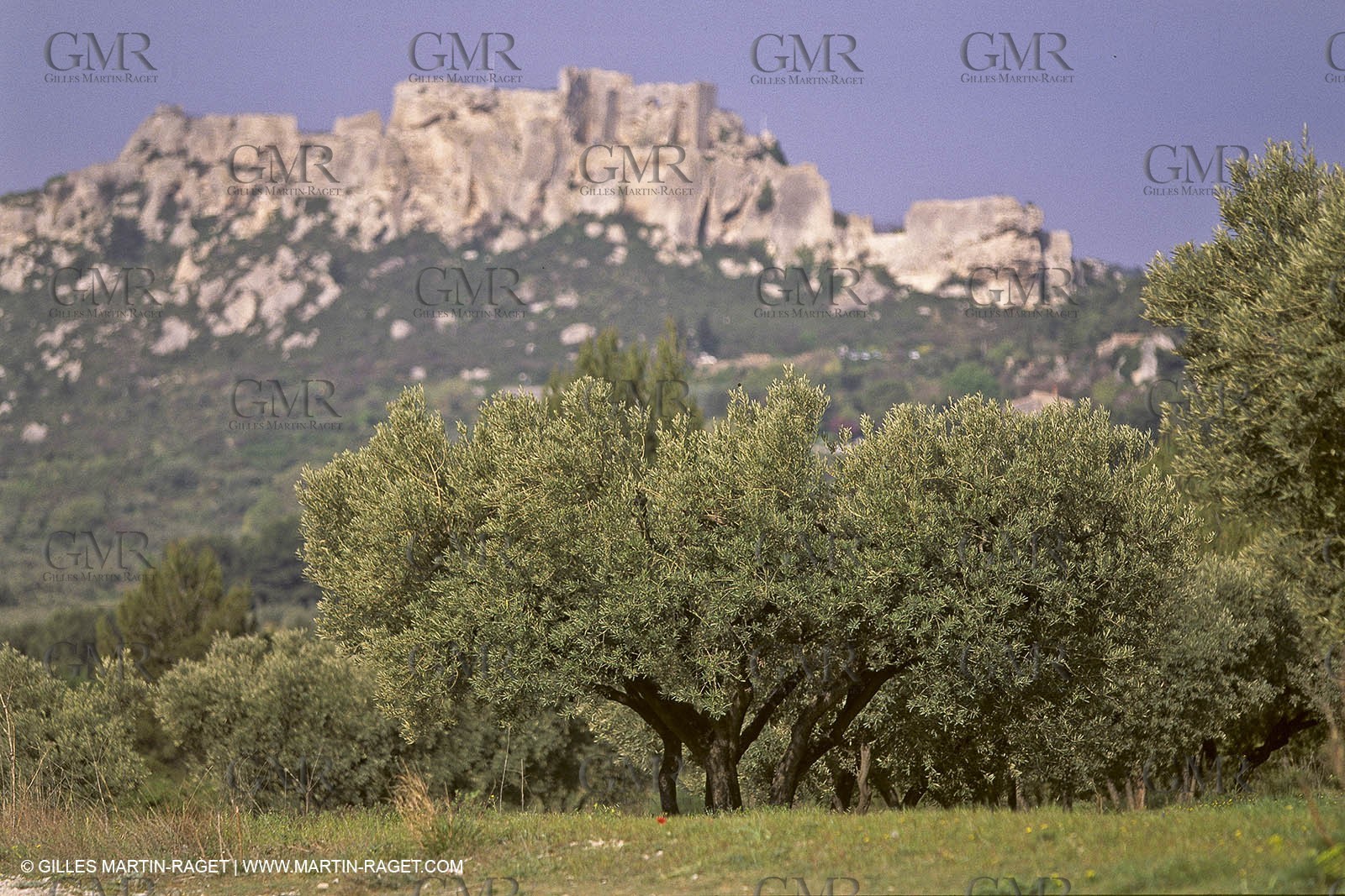 France, Provence, Oliviers, oliveraies, olive trees