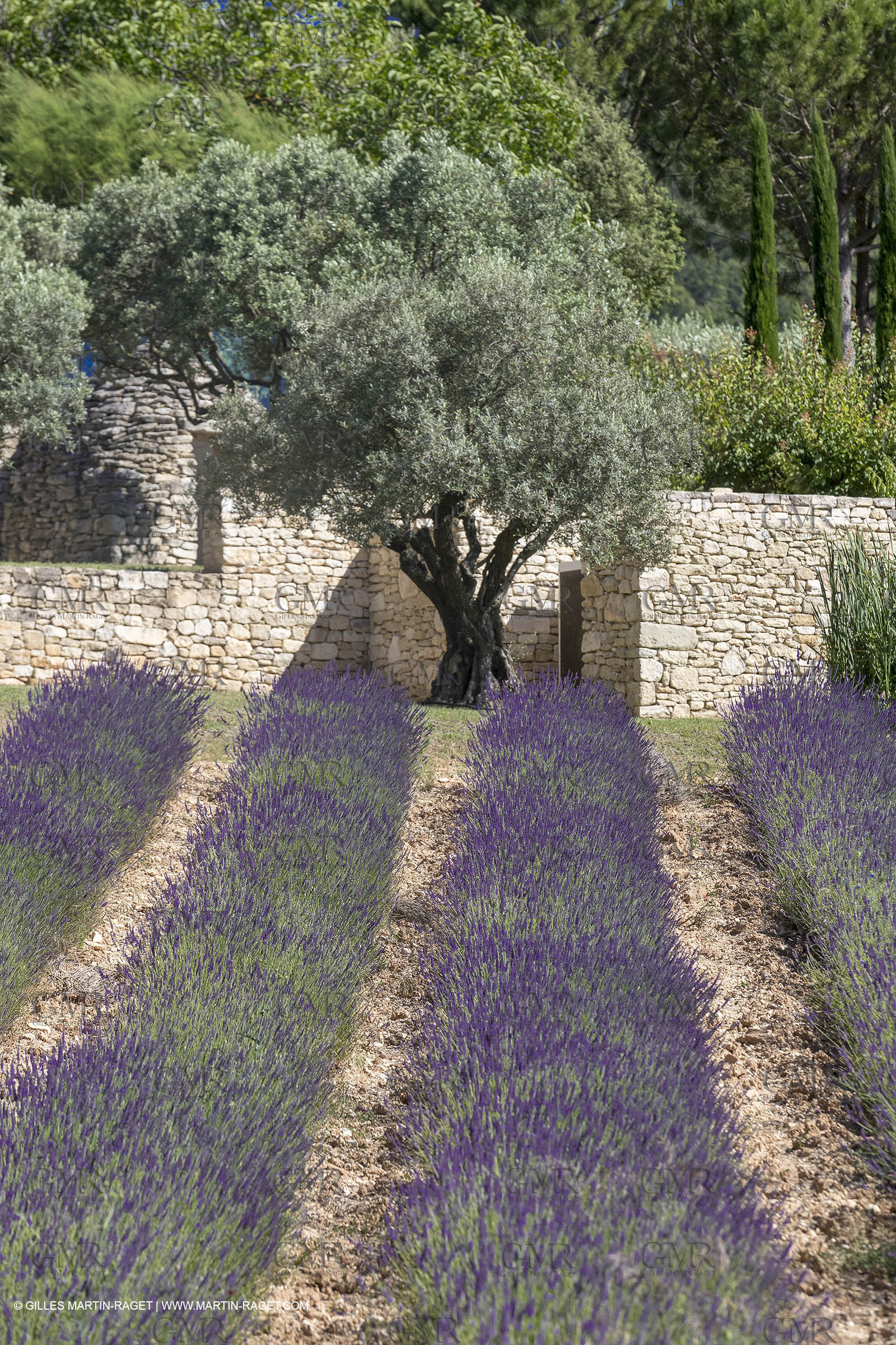 22 06 2018, Saint-Saturnin les Apts (FRA,84), Domaine des Andéols