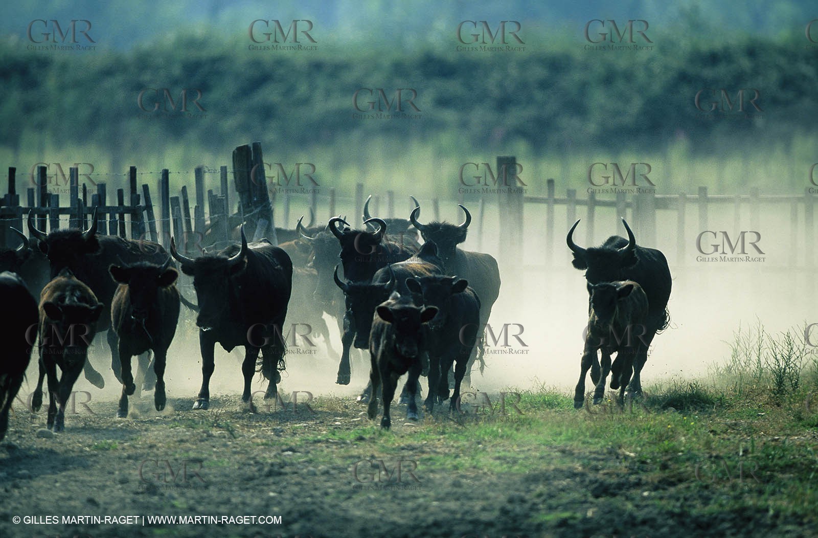 Bouches du Rhône, Camargue (FRA 13) - Camargue bulls