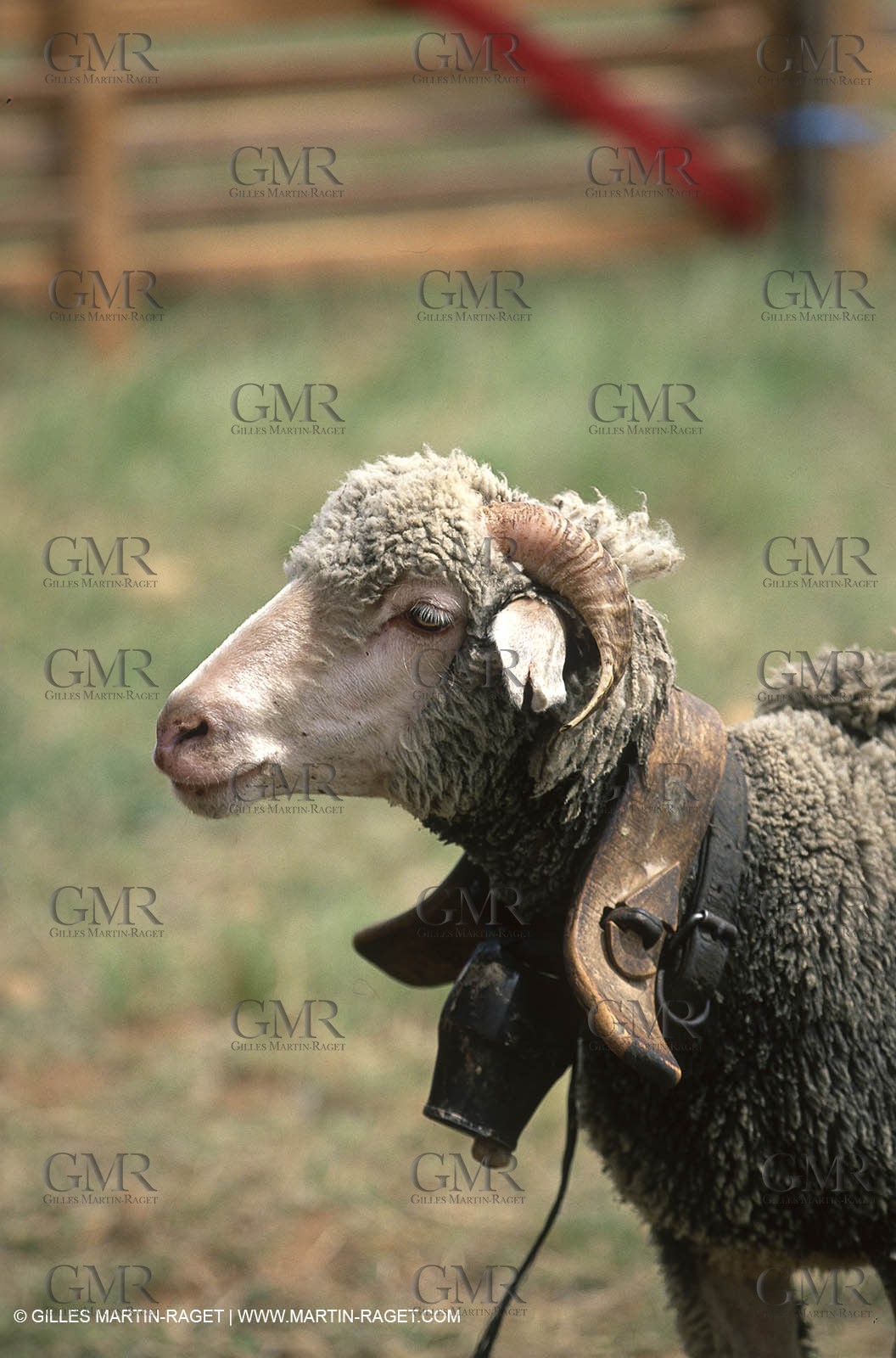 Saint Rémy de Provence (FRA,13) - Sheep stocks migration Fest