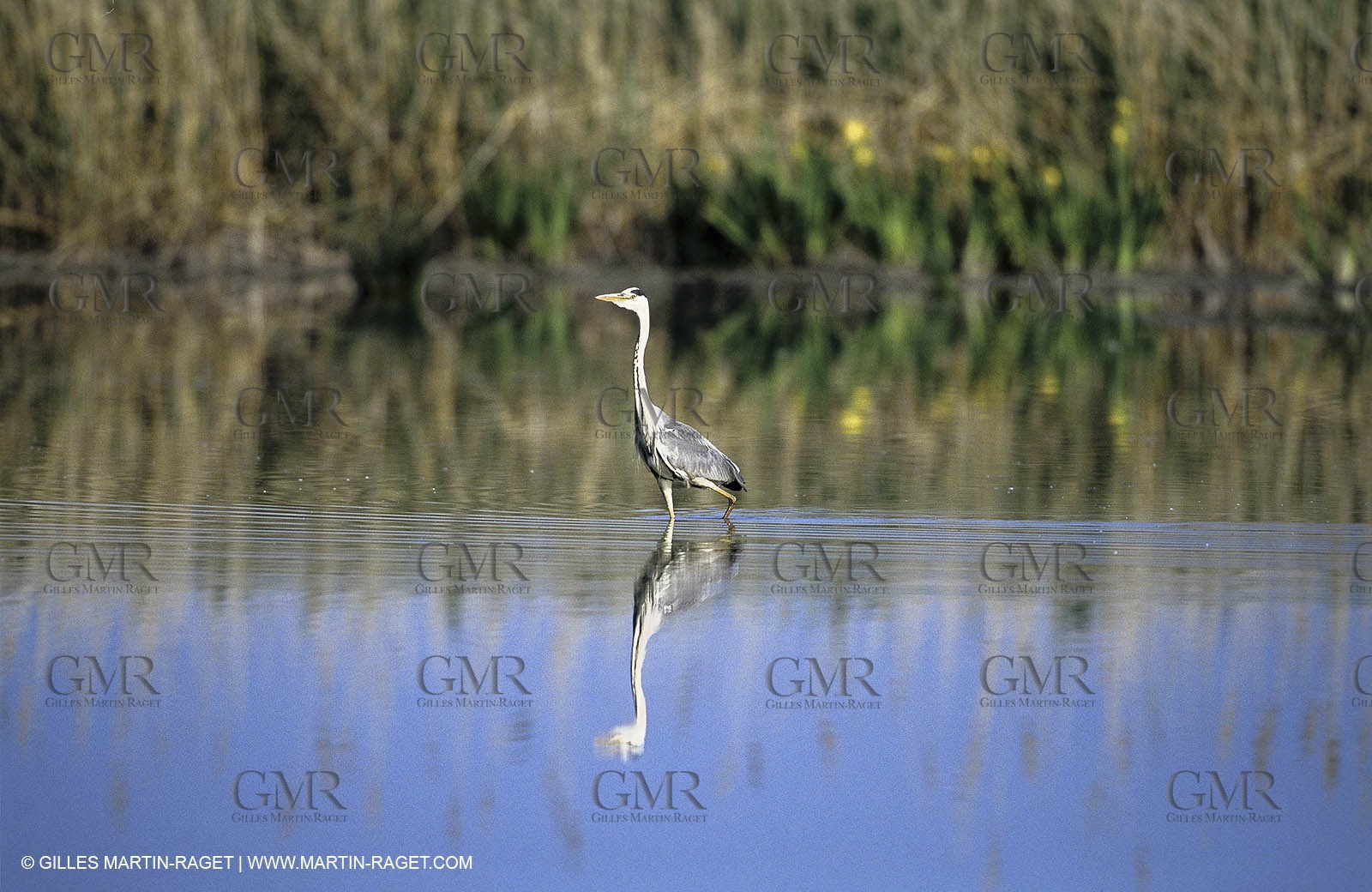 Camargue (FRA,13) - Birds in the Camargue - Heron