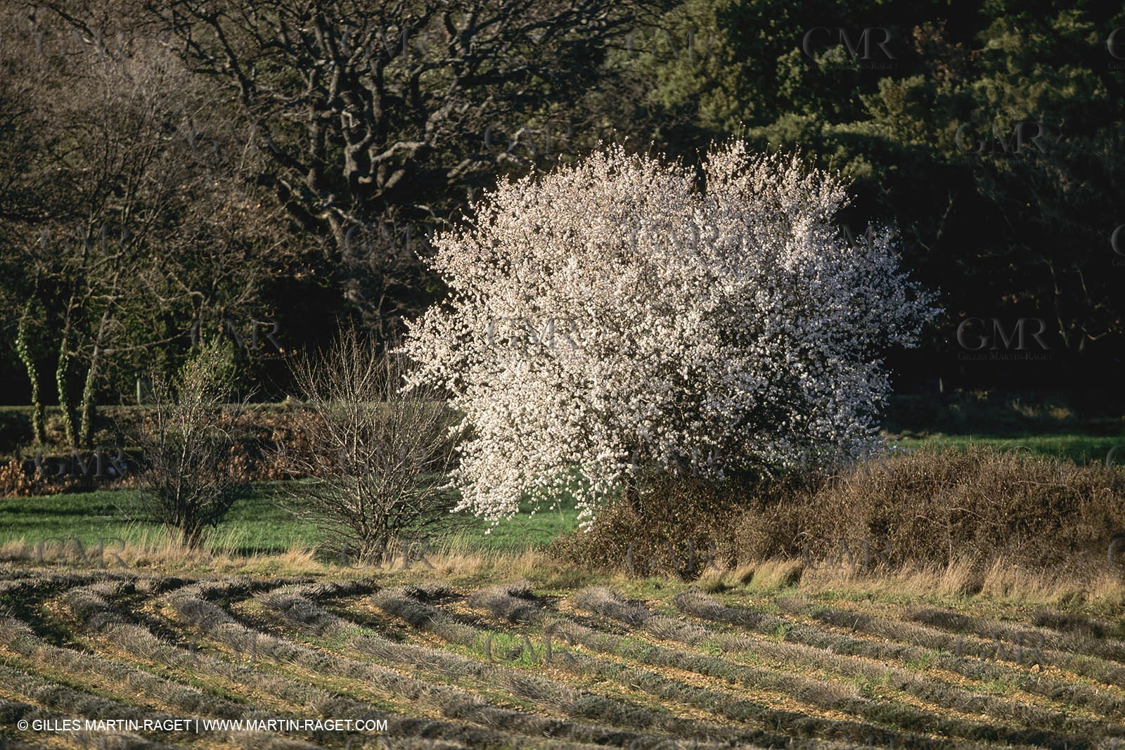 France, Provence, Paysages du Luberon, Luberon Landscapes