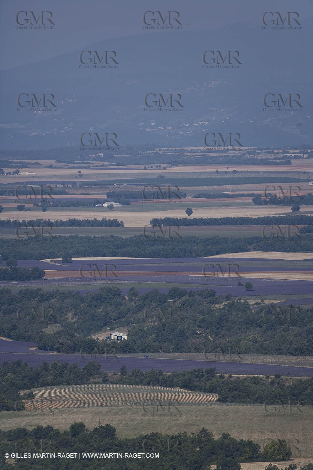13 08 2007 - Valensole (04) - lavender fields on Valensole plateau