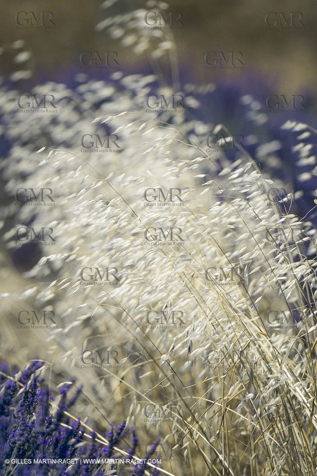 France, Provence, Lavender fields