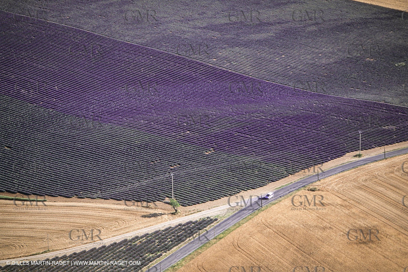Juin 2005, Valensole (FRA,04) - Champs de lavandes