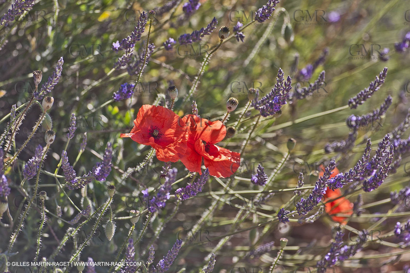 27 06 2011 - Valensole (FRA, 04) - Lavander fields