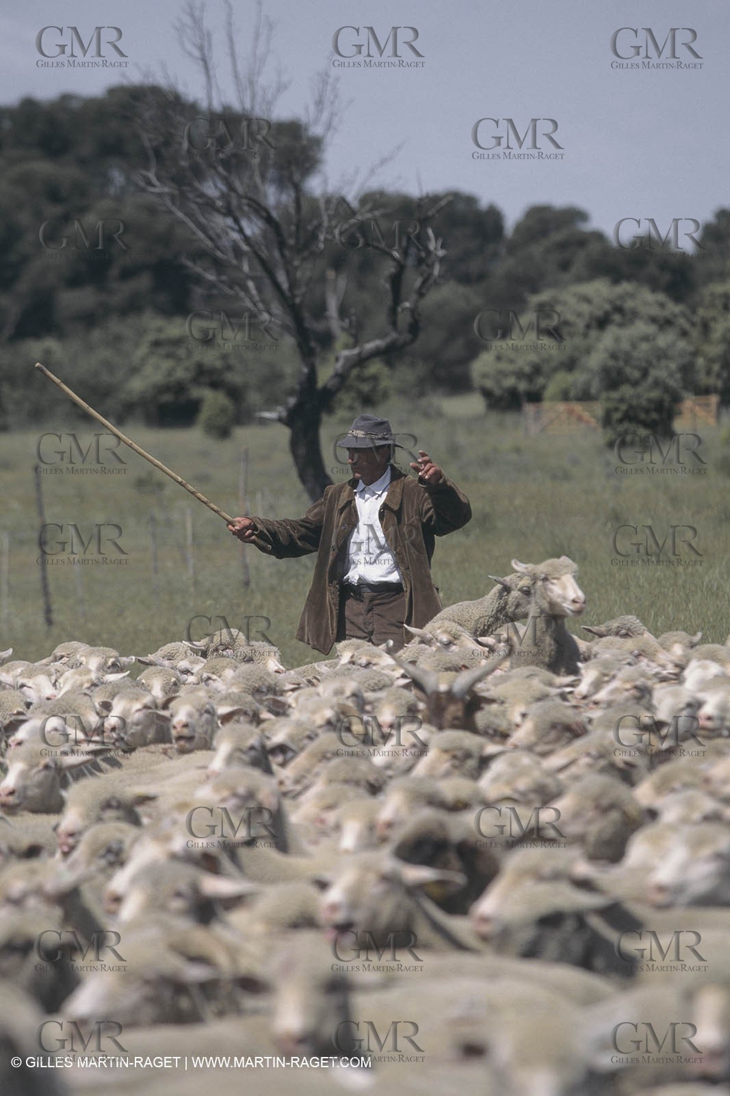 France, Provence, Moutons, bergers, élevage, transhumance