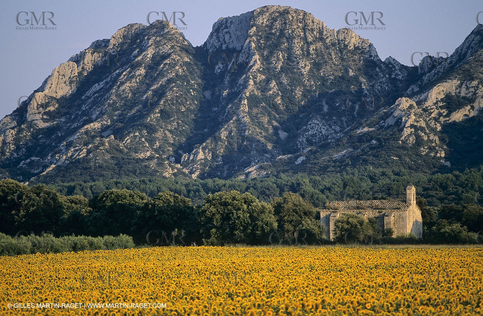 Alpilles (FRA,13) - Sunflower fields