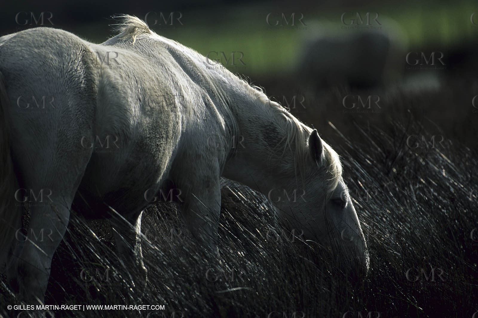 Camargue horses
