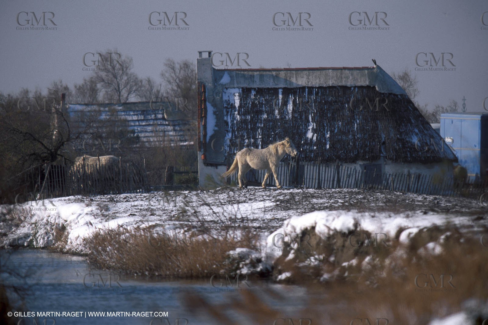 Camargue Horses
