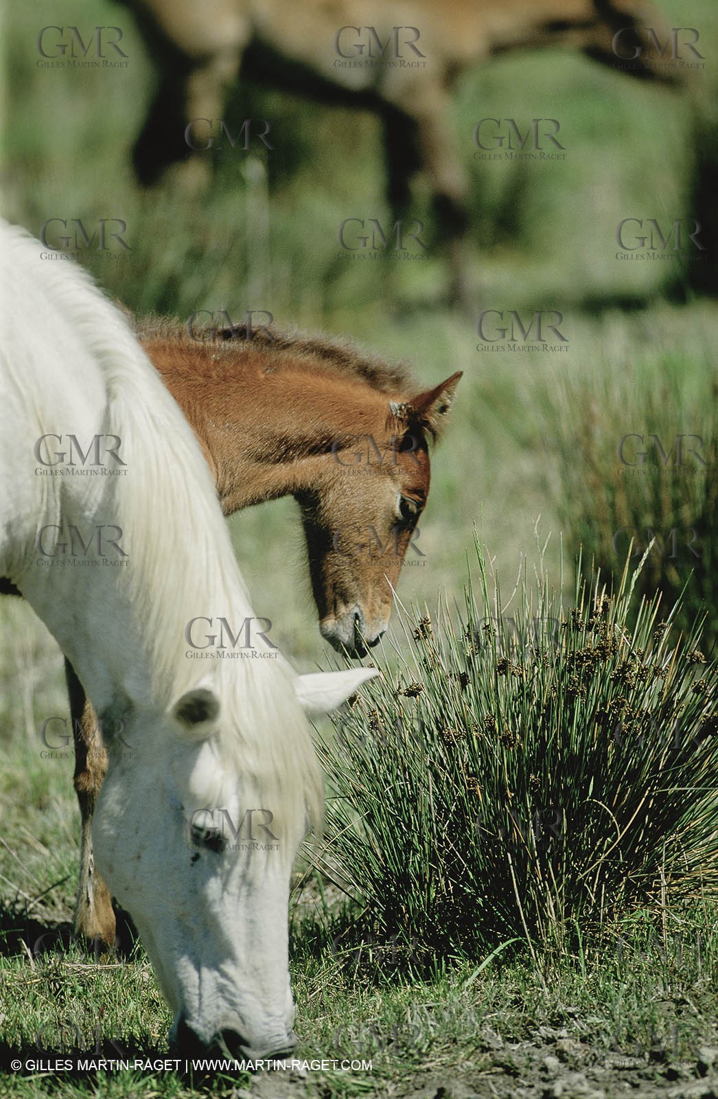 2000-2010- Arles - Les Saintes Maries de la mer (FRA,13) - Camargue horses