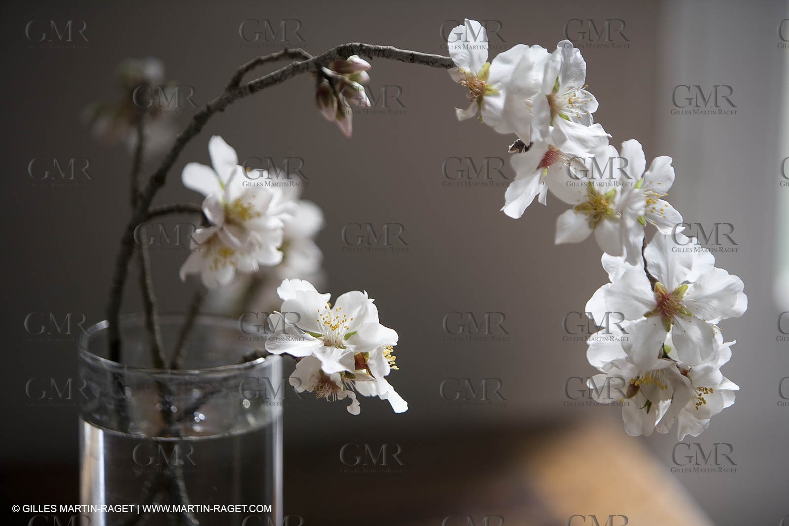 16 02 2008 - Saint Rémy de Provence (FRA,13) - Vallon raget, Branche d'amandier