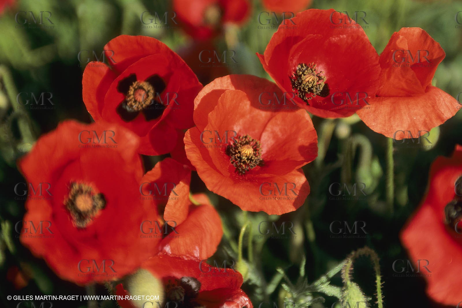 France, Provence, Champs de Coquelicots   Poppies fields