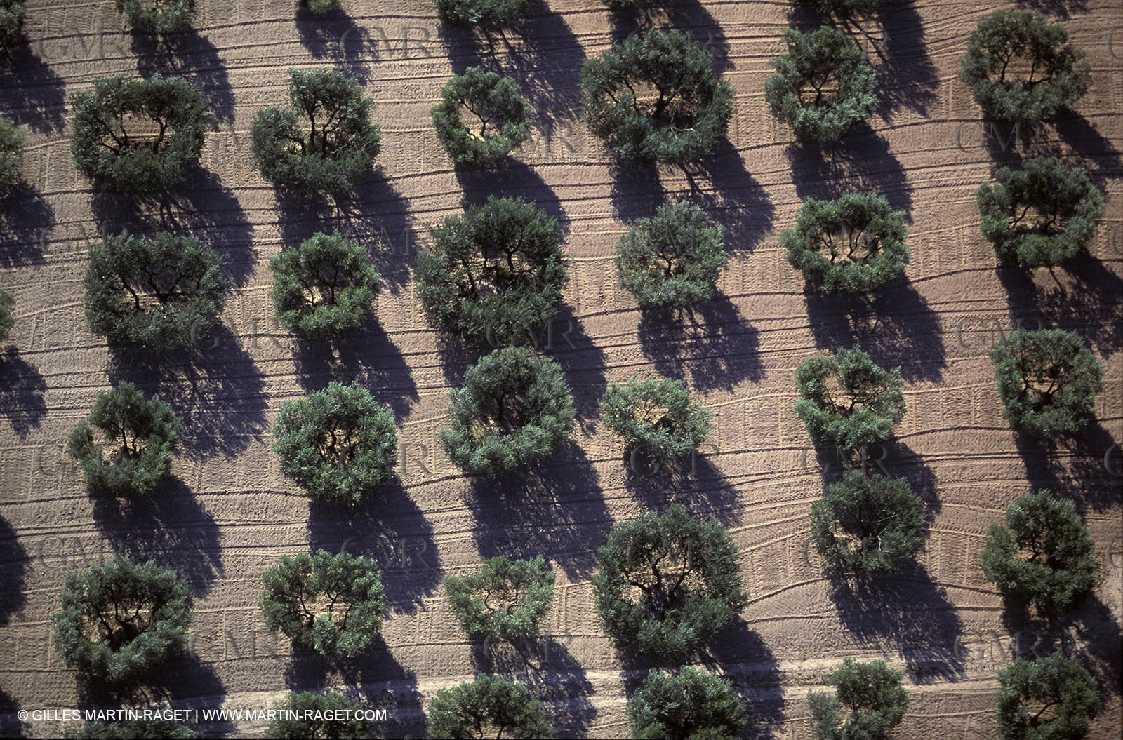 Oliveraie de la vallée des Baux