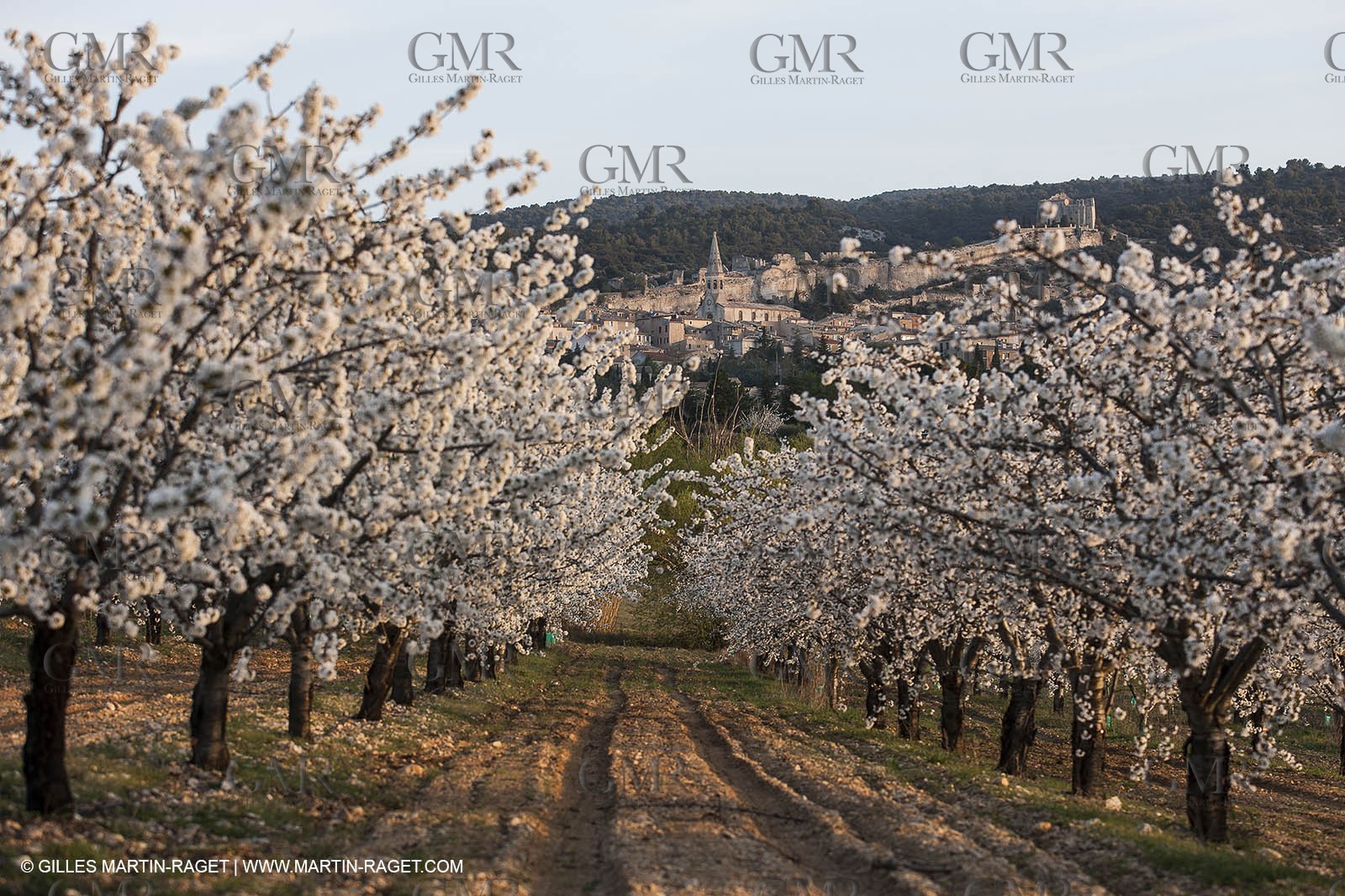 March 30th 2012 - Saint Saturnin les Apt (FRA, 84) - blooming cherry trees