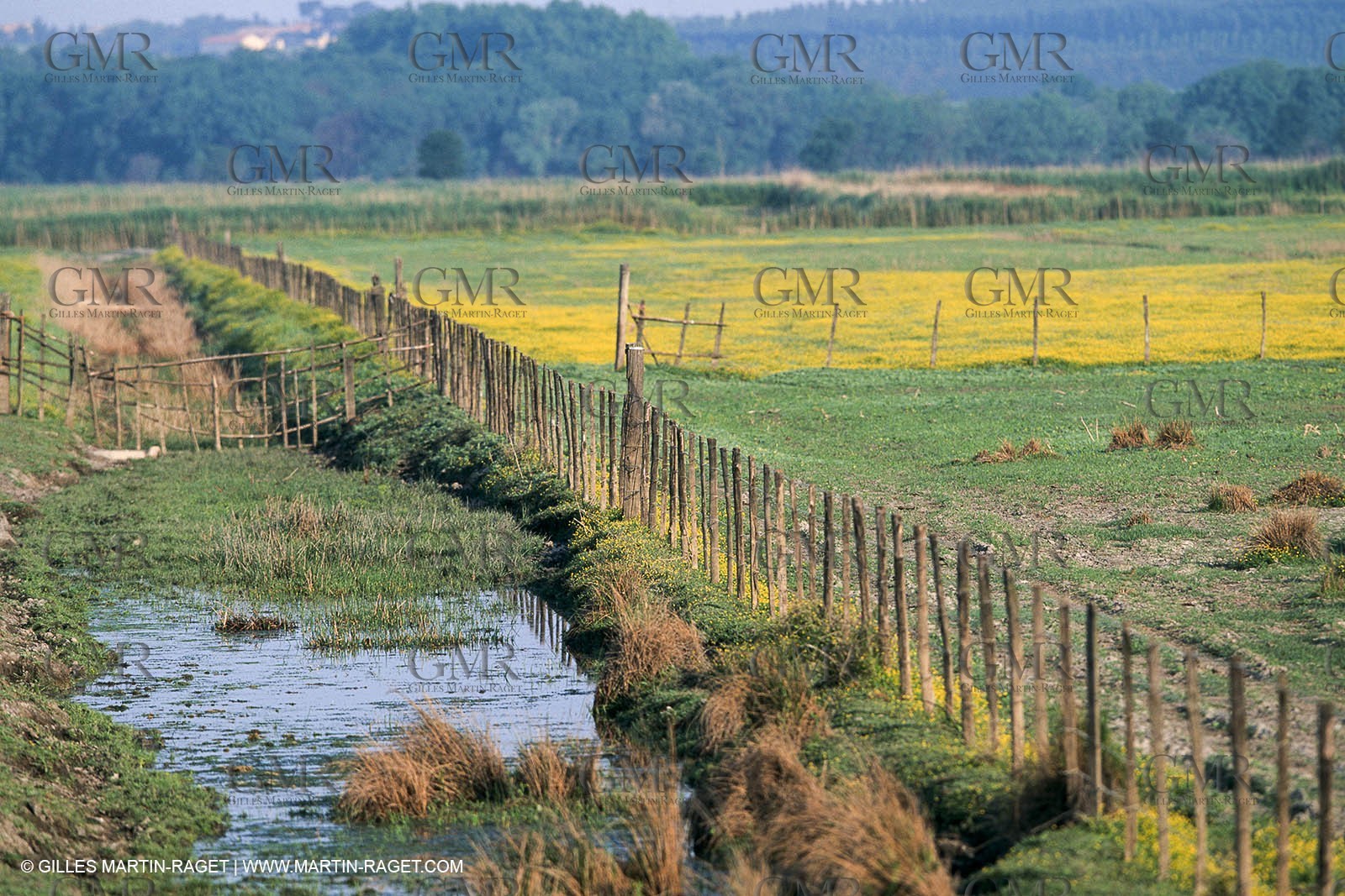 Camargue (FRA,13) - Little Camargue