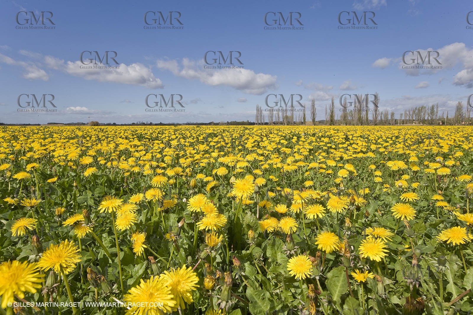 16 03 2008 - Saint Rémy de Provence (FRA, 13) - Alpilles hills landscapes - Dandelion field