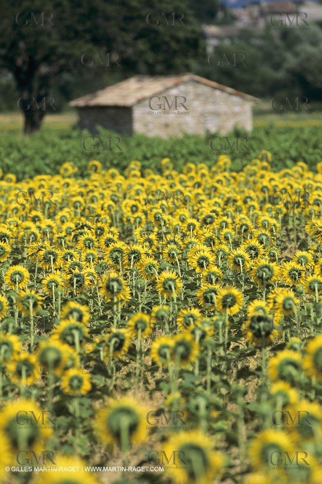France, Provence, Champs de tournesols