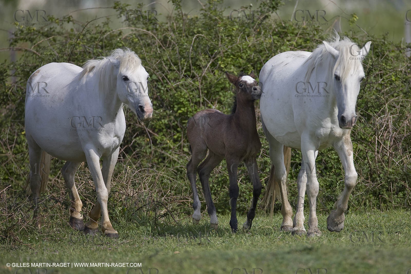 07 05 2008 - Le Cailar (FRA,30) - Stock work at Mas du Pont de Laute domain