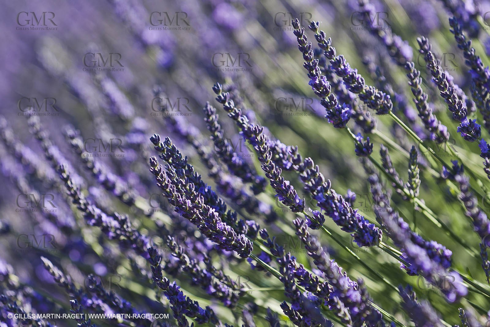 27 06 2011 - Valensole (FRA, 04) - Lavander fields