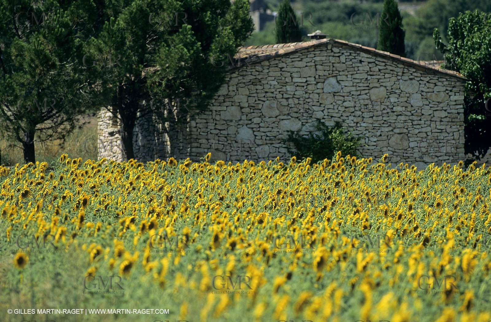 Luberon (FRA,84), Sunflower fields