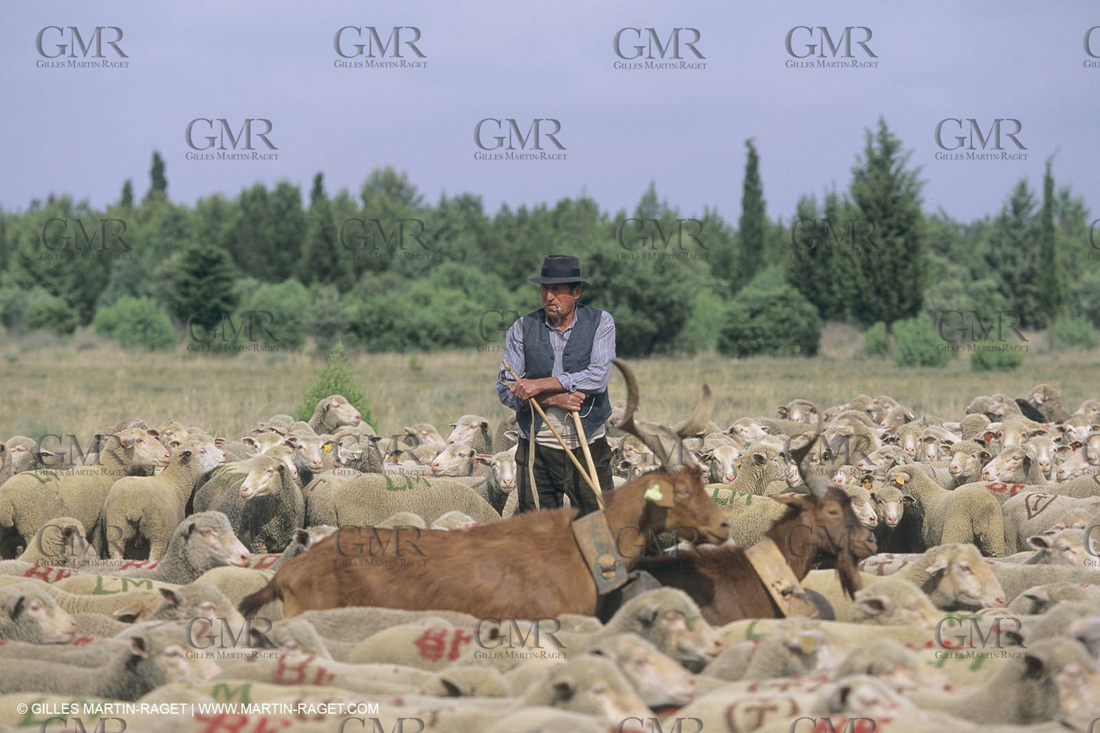 France, Provence, Moutons, bergers, élevage, transhumance