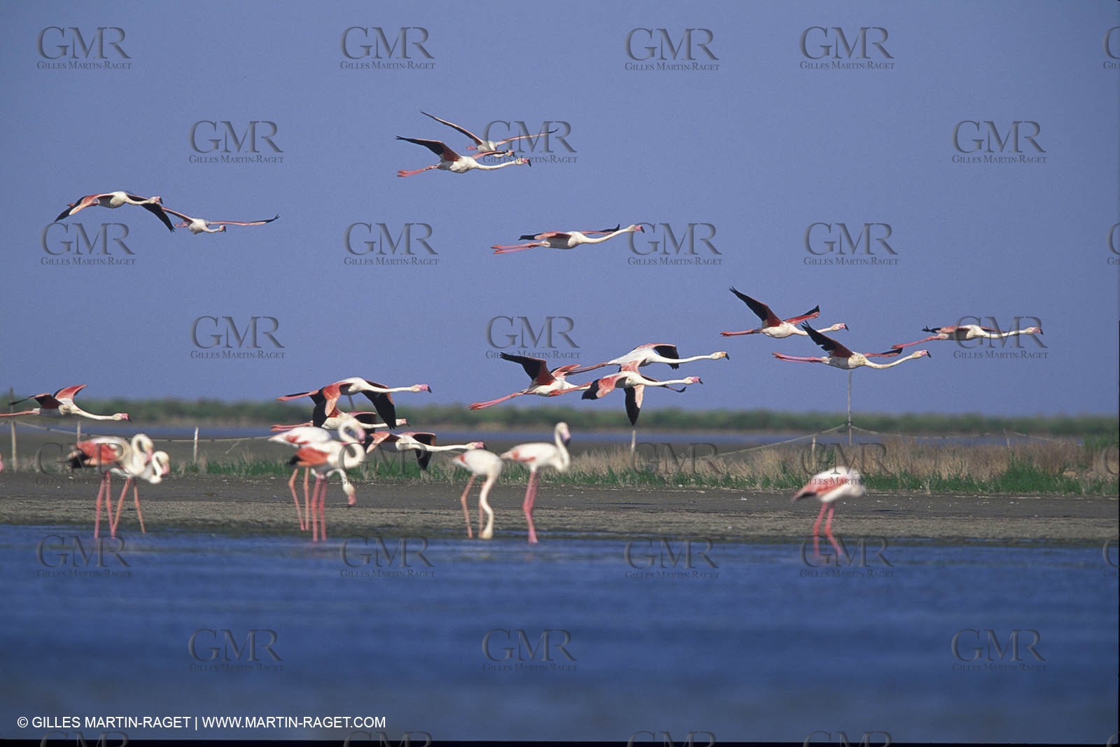 Pink Flamingos - Camargue