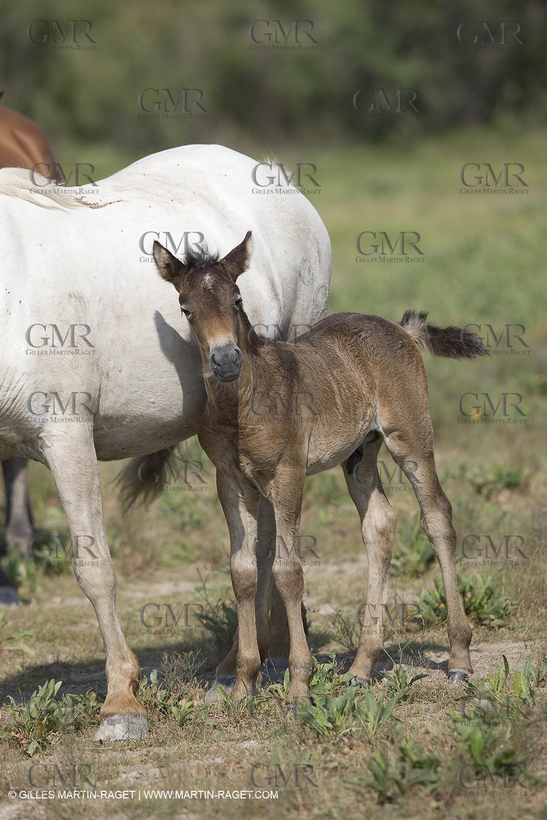 01 07 2008 - Saintes Maries de la Mer (FRA-13) - Camrgue horses