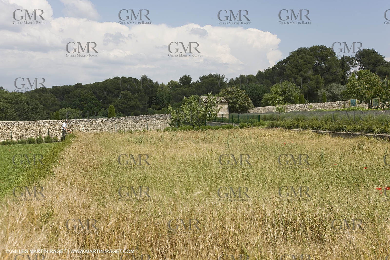 10 06 2008 - Saint Rémy de Provence - (FRA, 13) - Vincent Van Gogh south - Saint Paul de Mausole