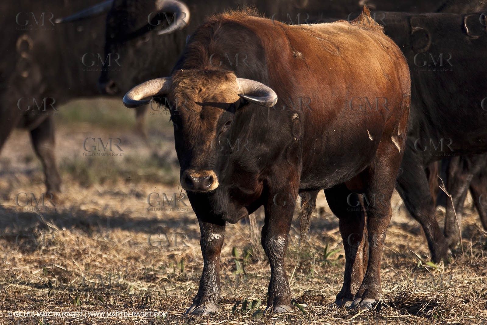 09 04 2011 - Arles (FRA,13) - Bulls fighting in Camargue
