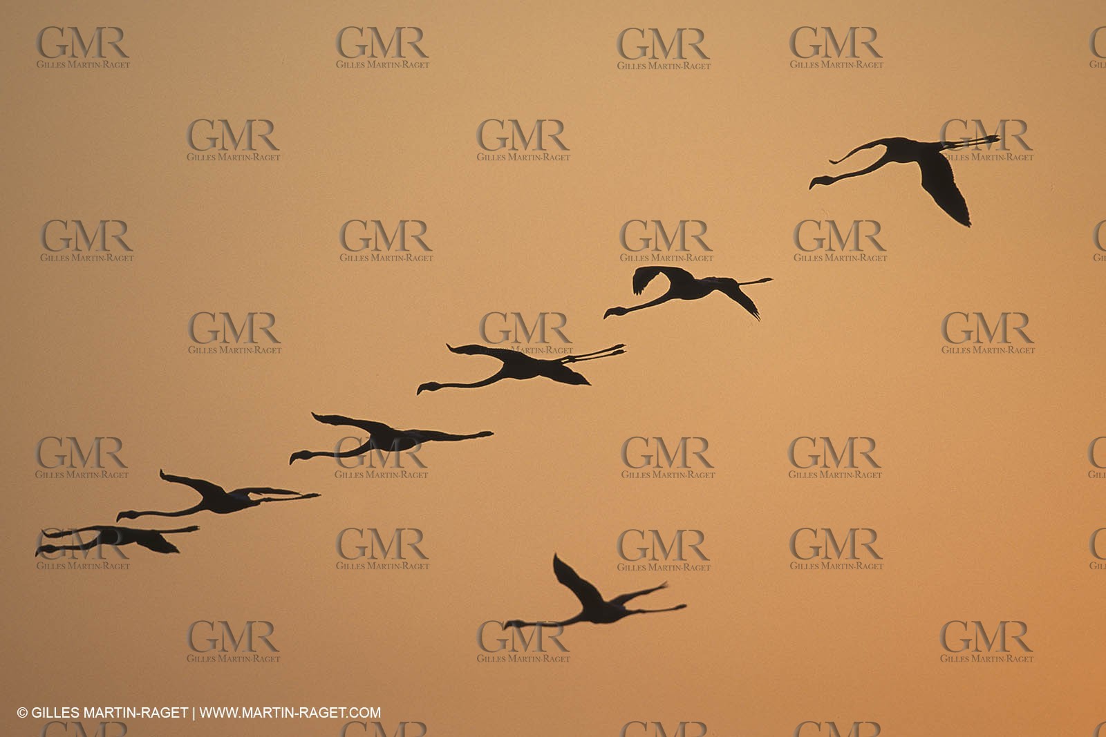 France, Provence, Camargue, Birds, Flamants, flamingos