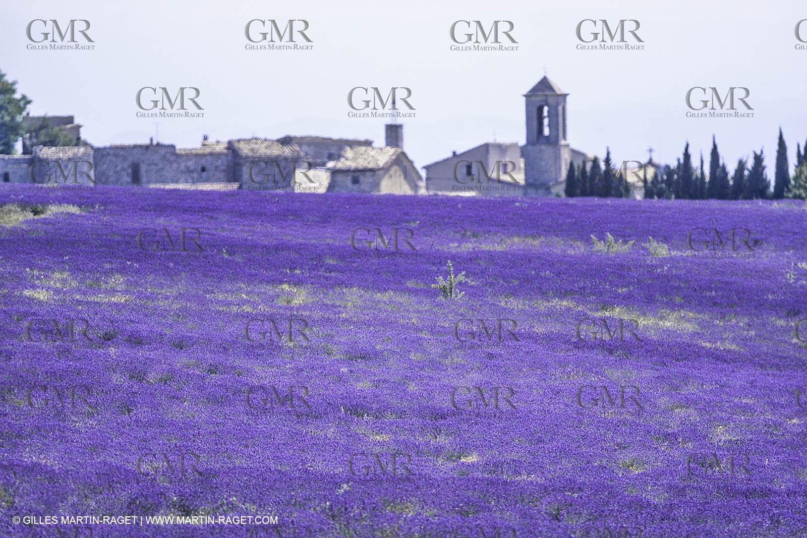 France, Provence, Lavender fields