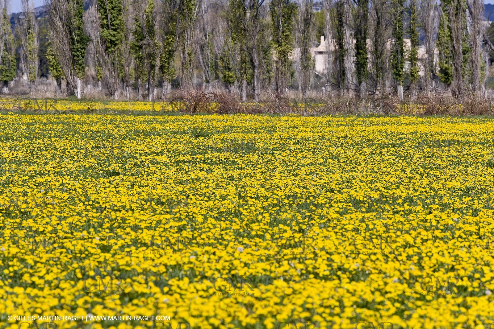16 03 2008 - Saint Rémy de Provence (FRA, 13) - Alpilles hills landscapes - Dandelion field