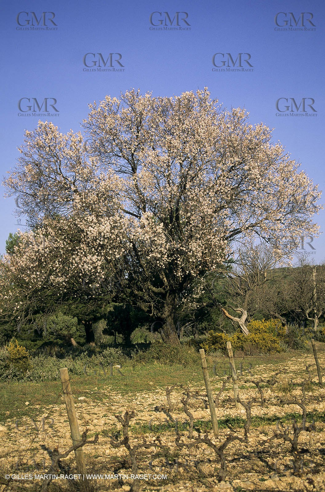 Luberon, Vaucluse (FRA,84) - Fruit trees blooming