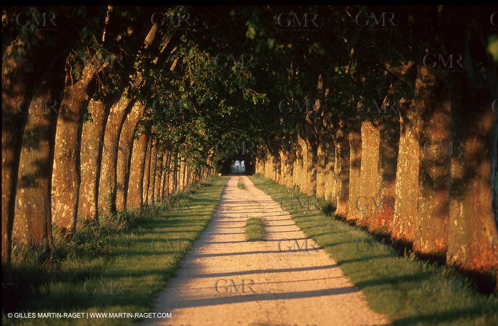 Pine Tree Road - Eygalières