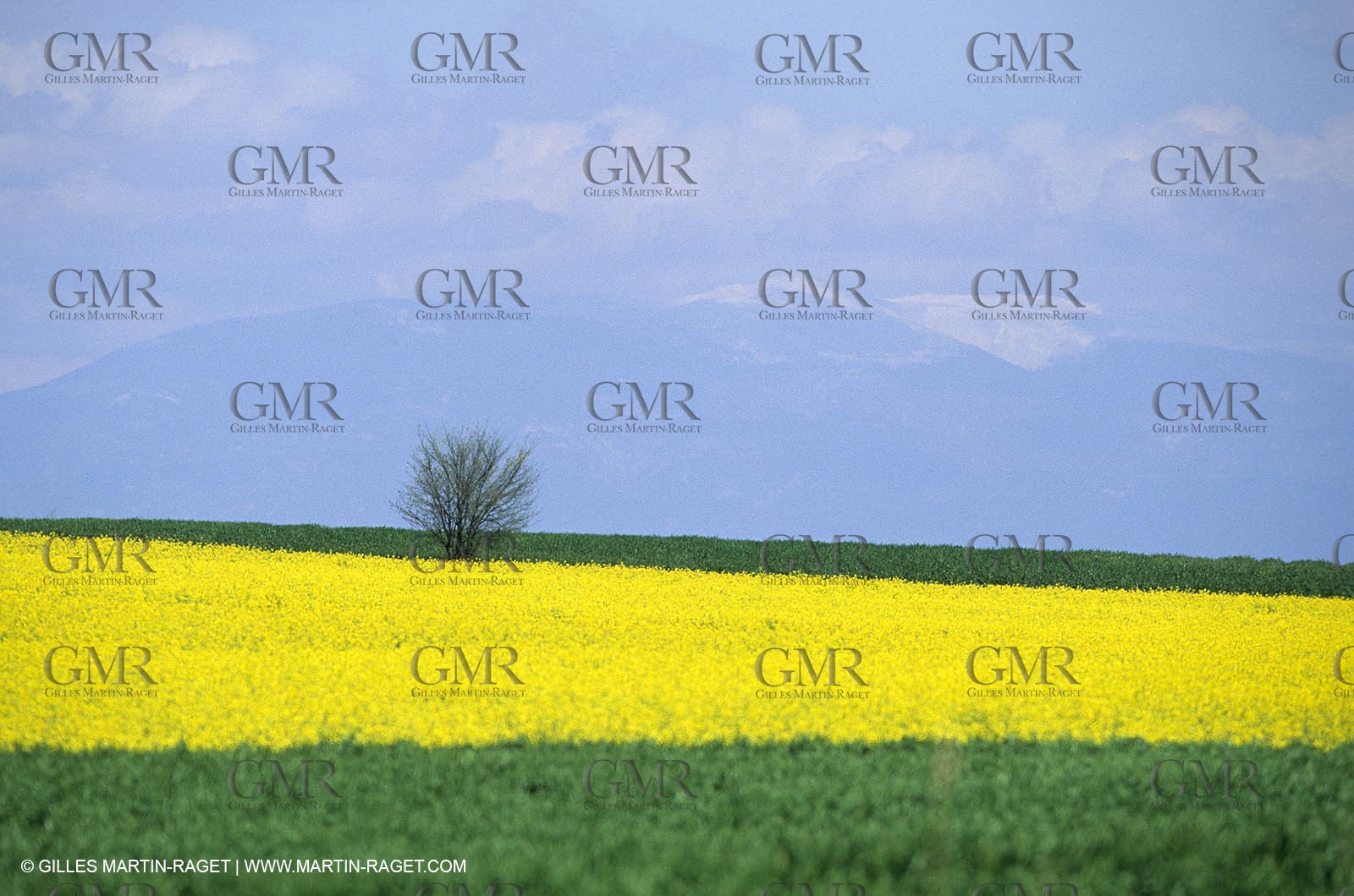 Alpilles (FRA,13), Rape fields